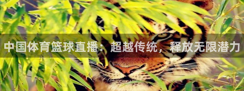 中国体育篮球直播：超越传统，释放无限潜力